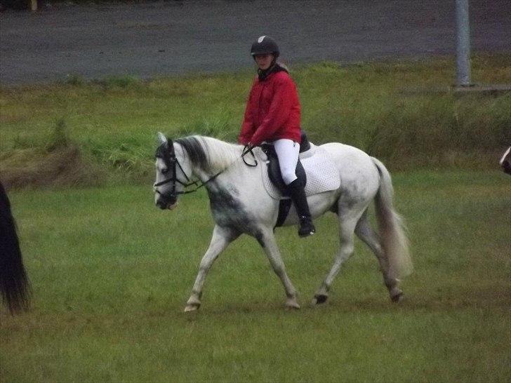 Anden særlig race Müseli<3 ( bornholms og klub mester ) - super pysse<3<3  billede 13