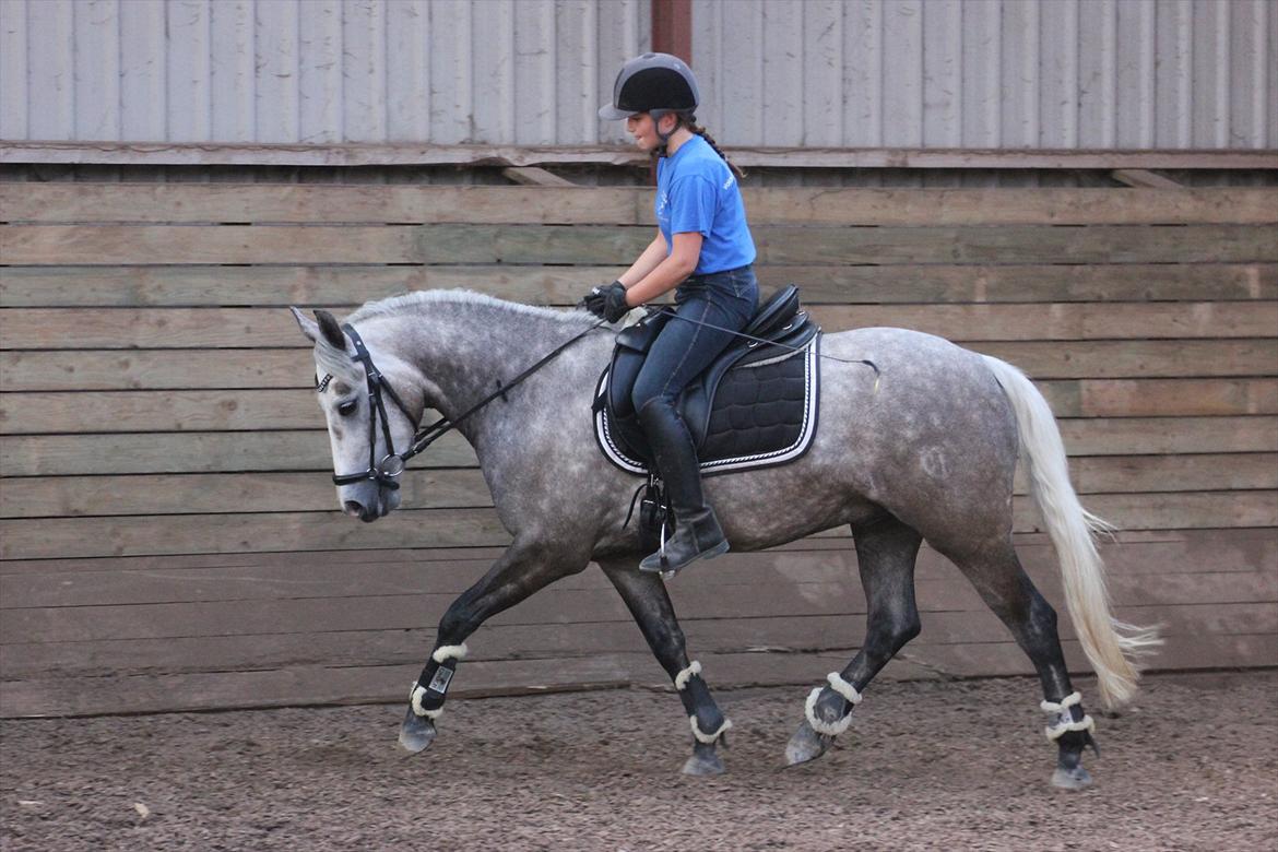 Connemara Bech's mighty lad billede 9