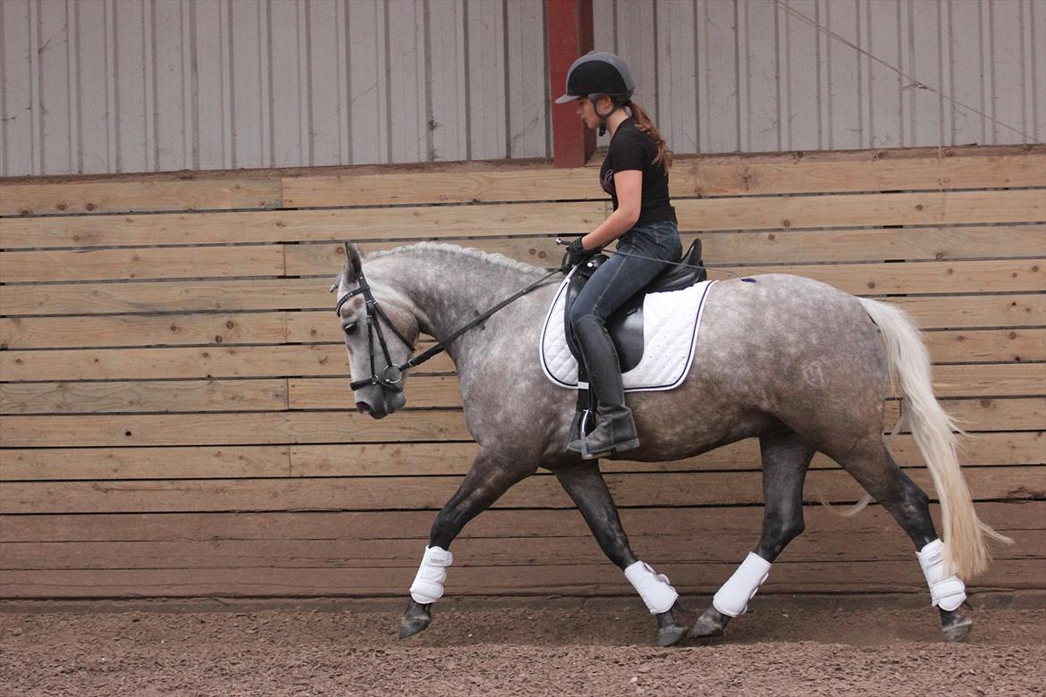 Connemara Bech's mighty lad billede 10