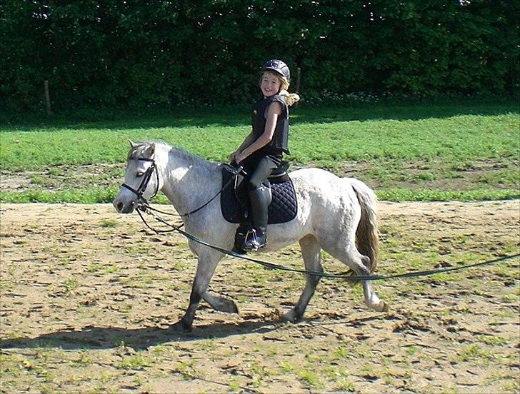 Welsh Mountain (sec A) Mariks Peredur billede 15