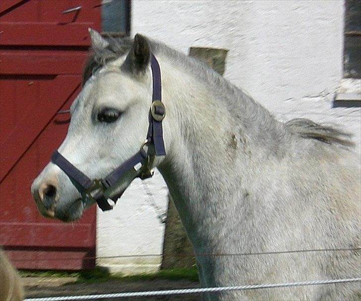 Welsh Mountain (sec A) Mariks Peredur billede 16