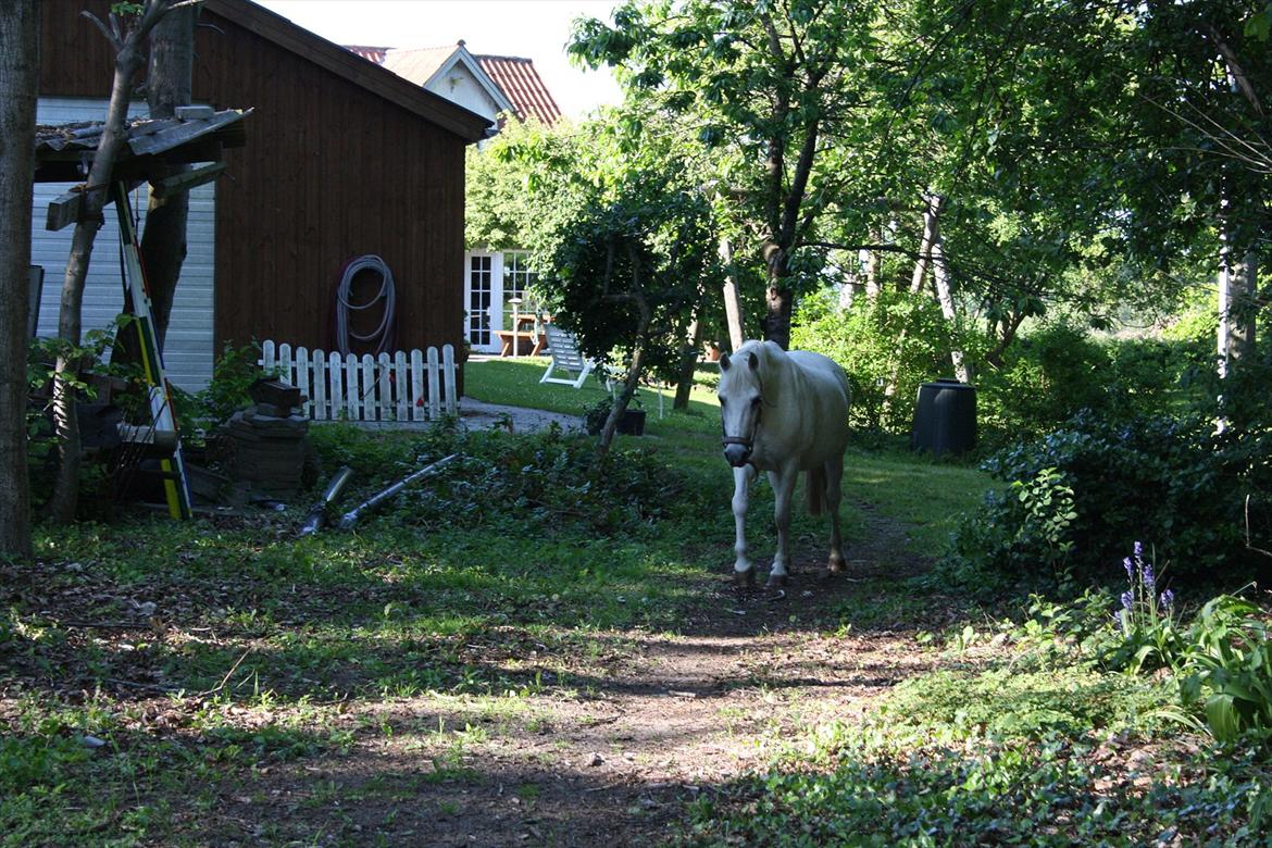 Welsh Partbred (Sec F) Bjerregaards Silva billede 10