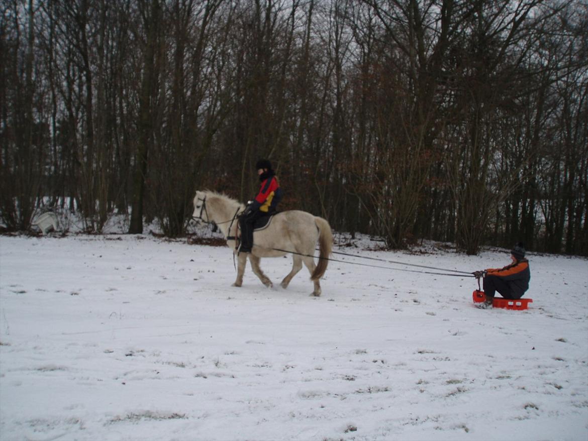 Welsh Partbred (Sec F) Bjerregaards Silva billede 19