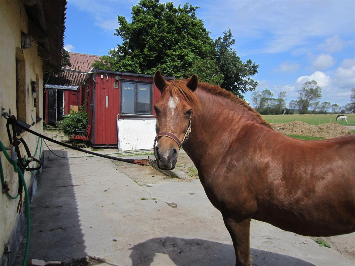 Anden særlig race Røskva billede 14