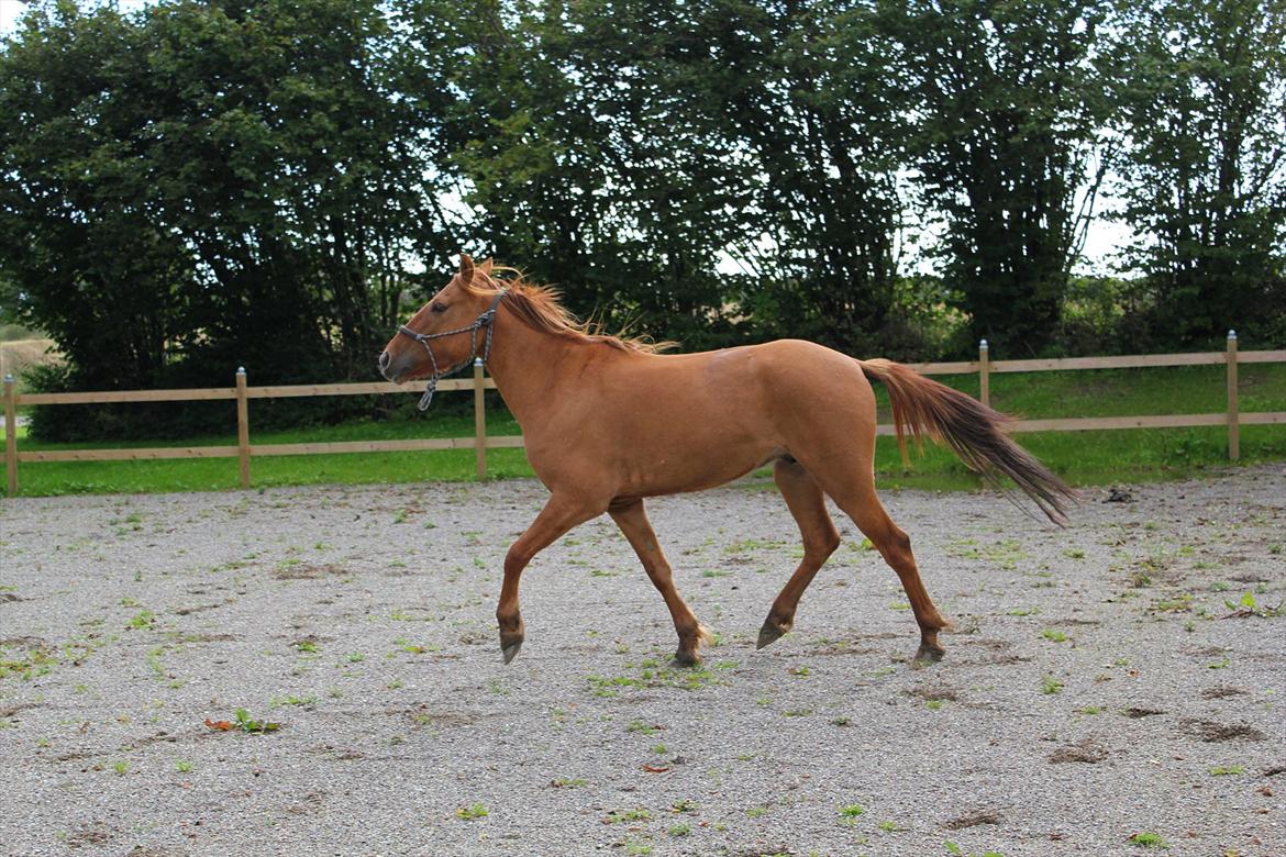 Anden særlig race Playboy billede 16