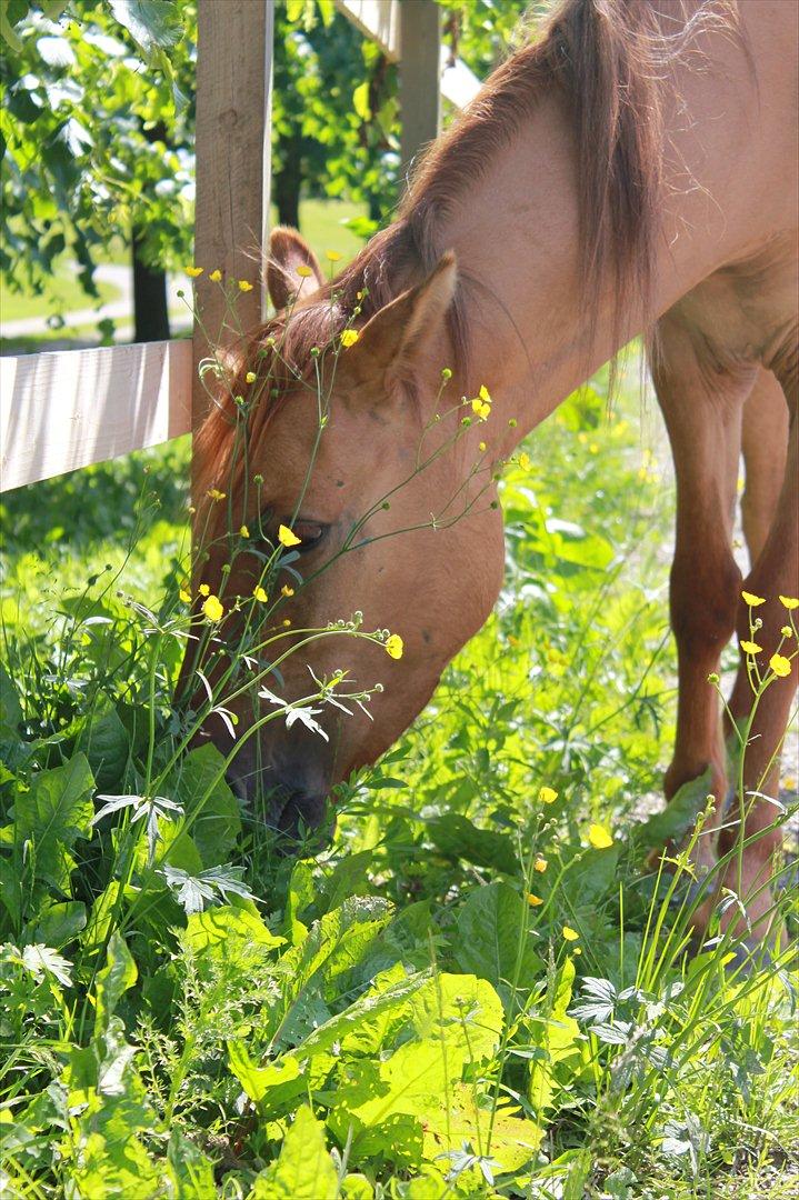 Anden særlig race Playboy billede 17