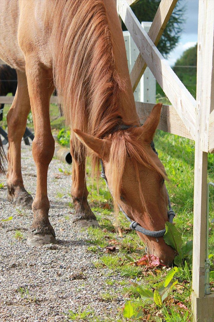 Anden særlig race Playboy billede 18