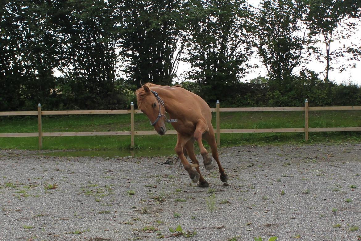 Anden særlig race Playboy billede 19