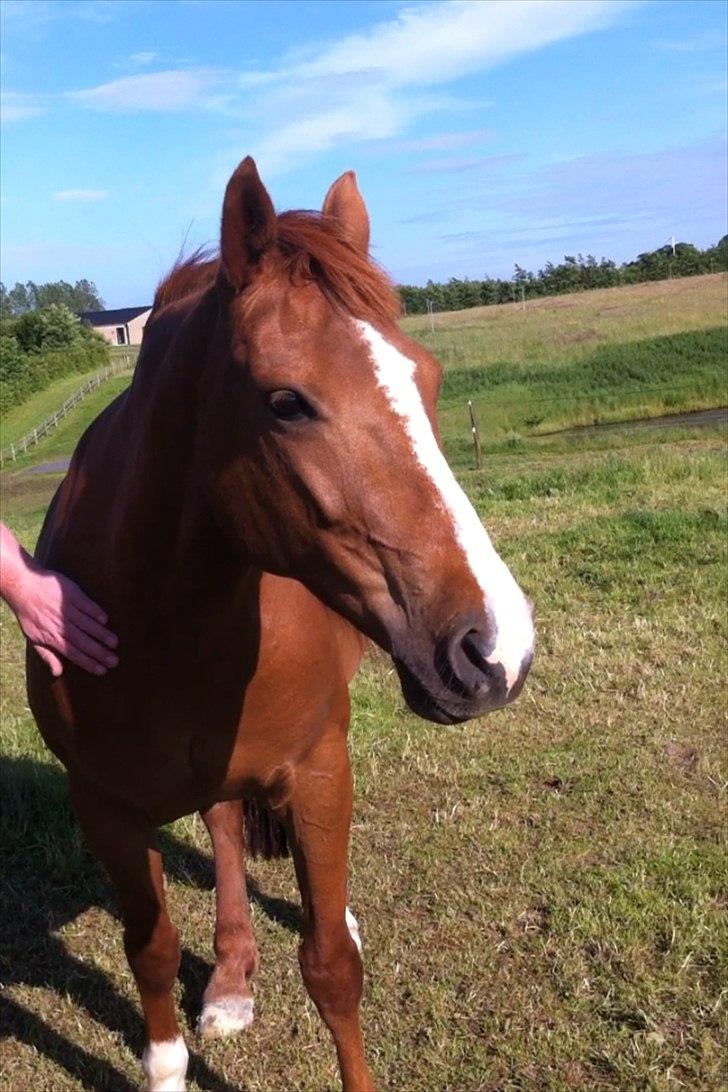 Connemara Amanda - Til amanda's 10års dag billede 1