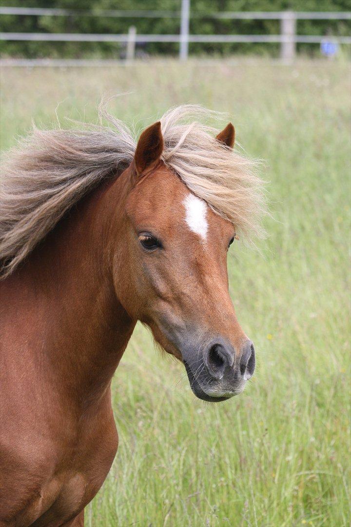 Welsh Partbred (Sec F) Golden Midnight's Fiona SOLGT billede 1