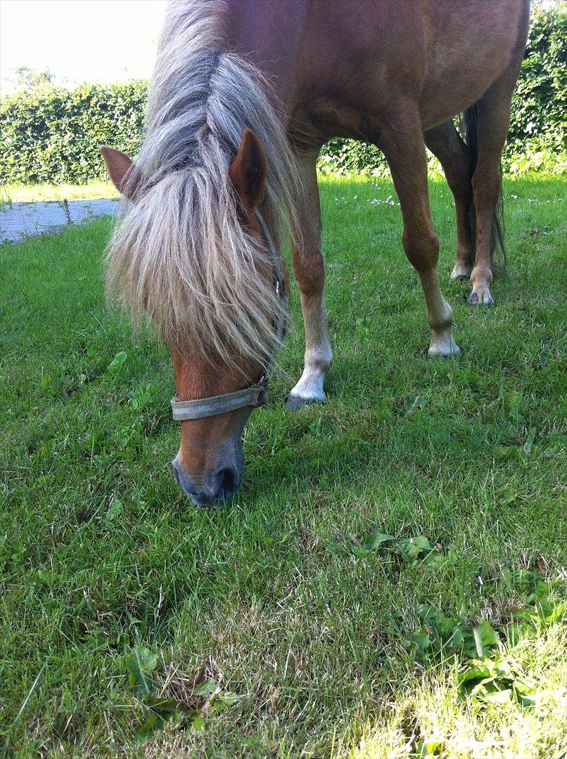 Welsh Partbred (Sec F) Golden Midnight's Fiona SOLGT billede 2