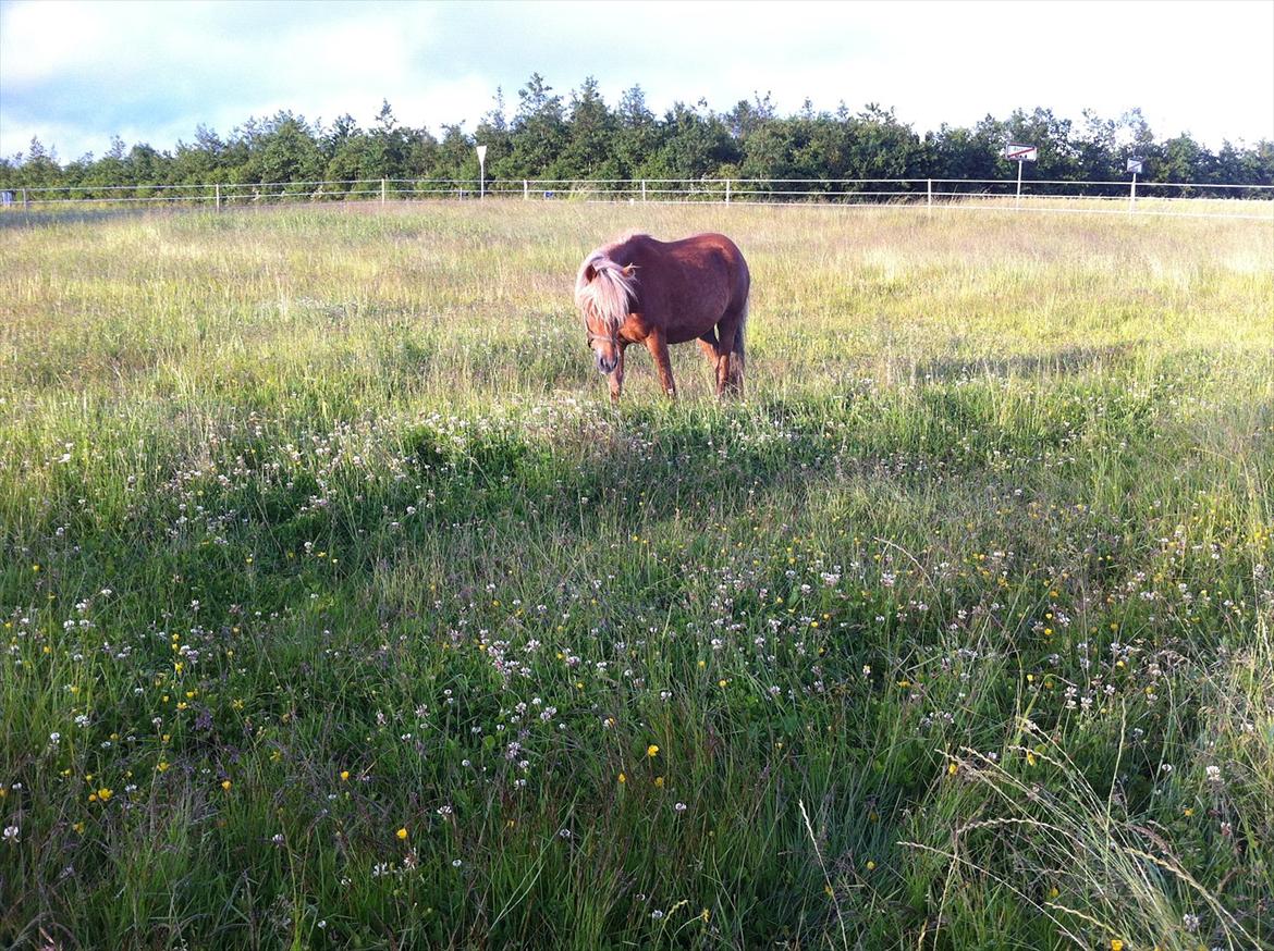 Welsh Partbred (Sec F) Golden Midnight's Fiona SOLGT billede 3