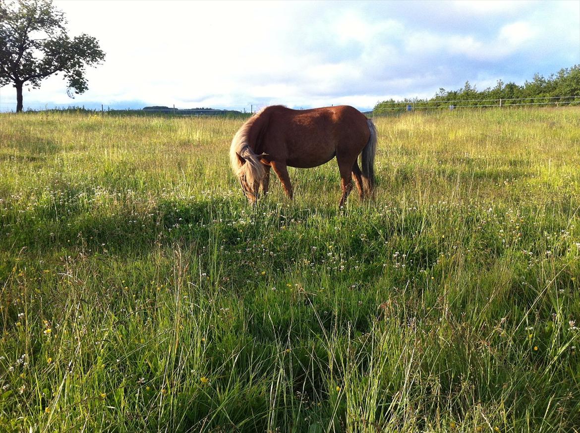Welsh Partbred (Sec F) Golden Midnight's Fiona SOLGT billede 4