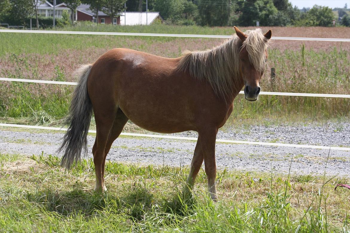 Welsh Partbred (Sec F) Golden Midnight's Fiona SOLGT billede 5
