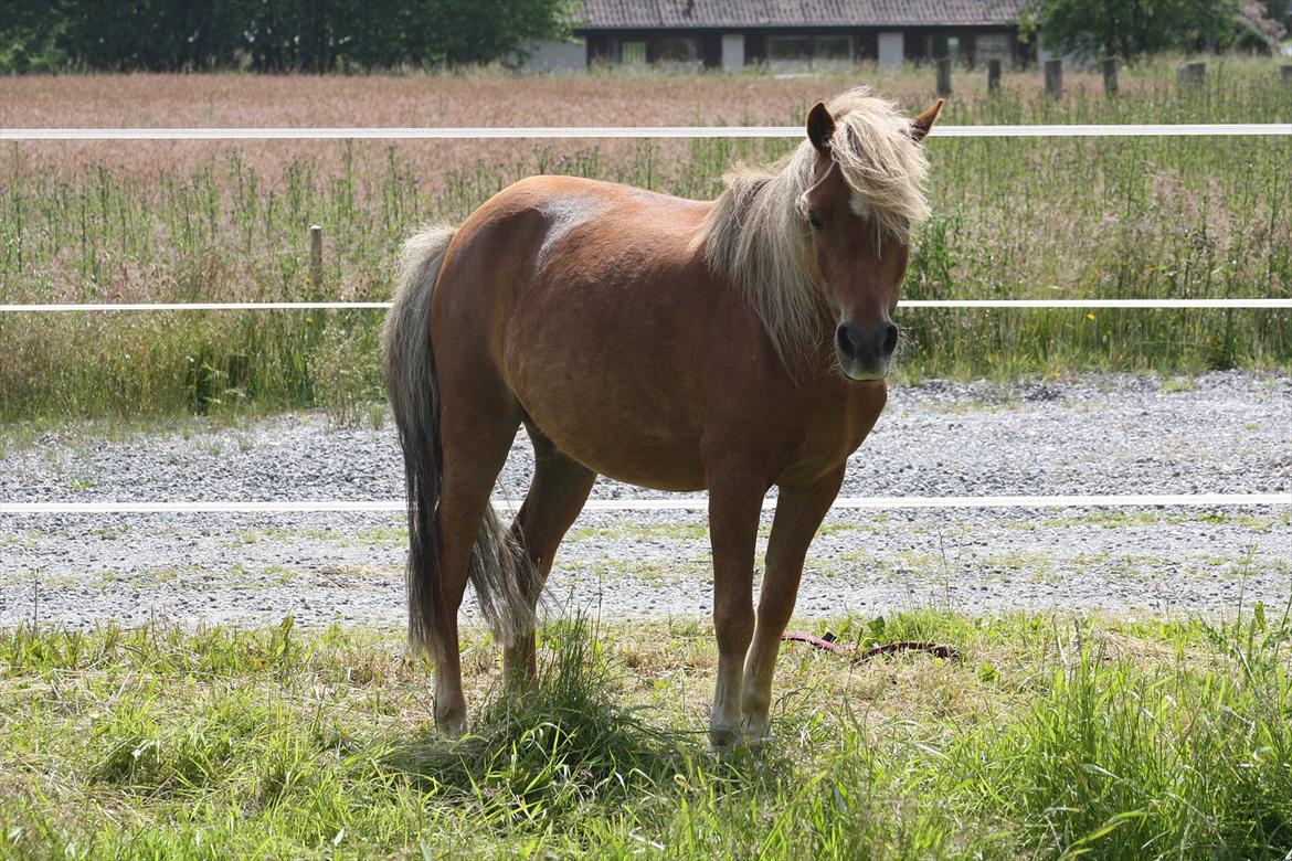 Welsh Partbred (Sec F) Golden Midnight's Fiona SOLGT billede 6