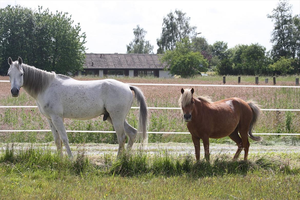Welsh Partbred (Sec F) Golden Midnight's Fiona SOLGT billede 7