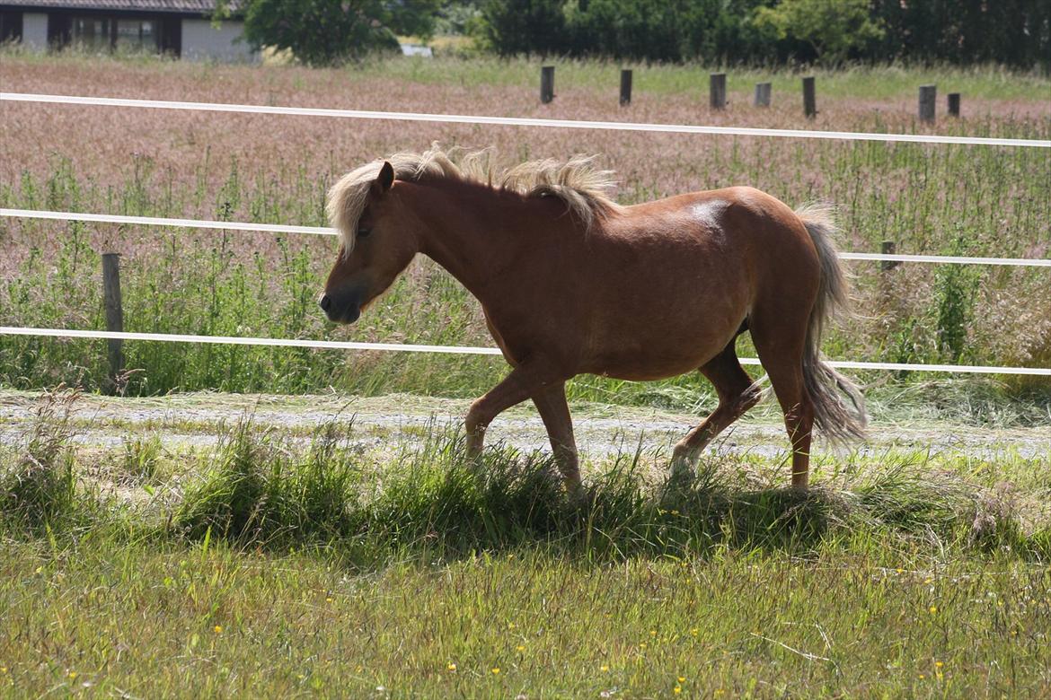 Welsh Partbred (Sec F) Golden Midnight's Fiona SOLGT billede 8