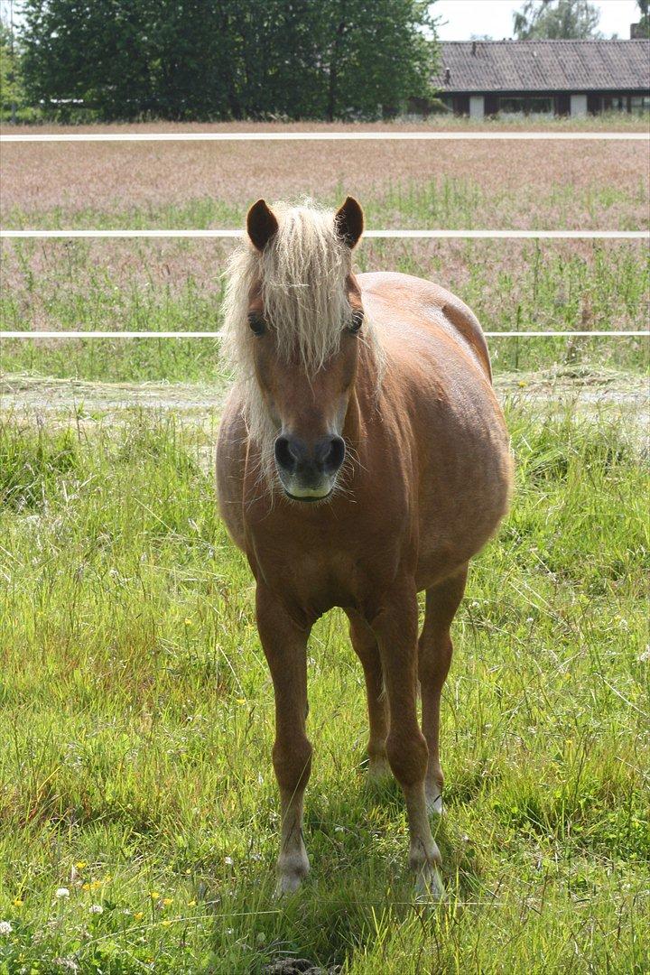 Welsh Partbred (Sec F) Golden Midnight's Fiona SOLGT billede 9