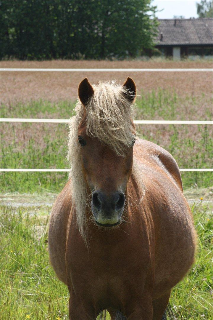 Welsh Partbred (Sec F) Golden Midnight's Fiona SOLGT billede 10