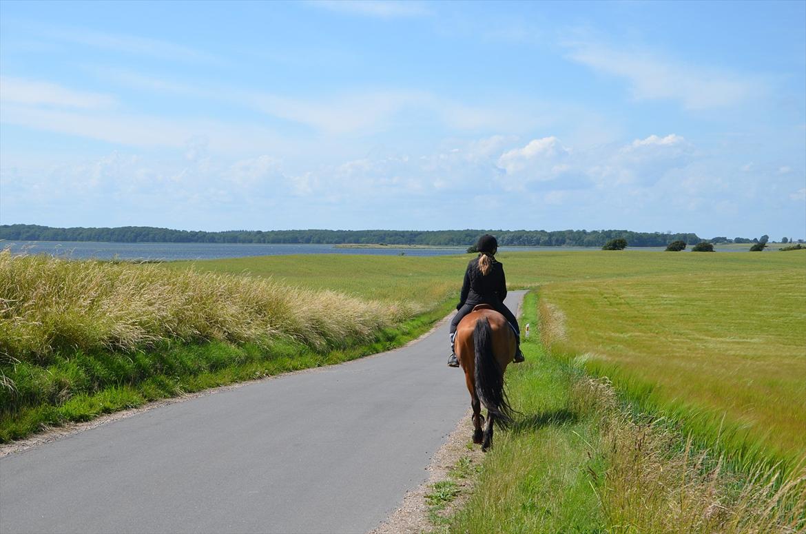 Anden særlig race Miranda [Drømmehesten] - På vej hen til ridehalen den 1/7-2012. billede 6