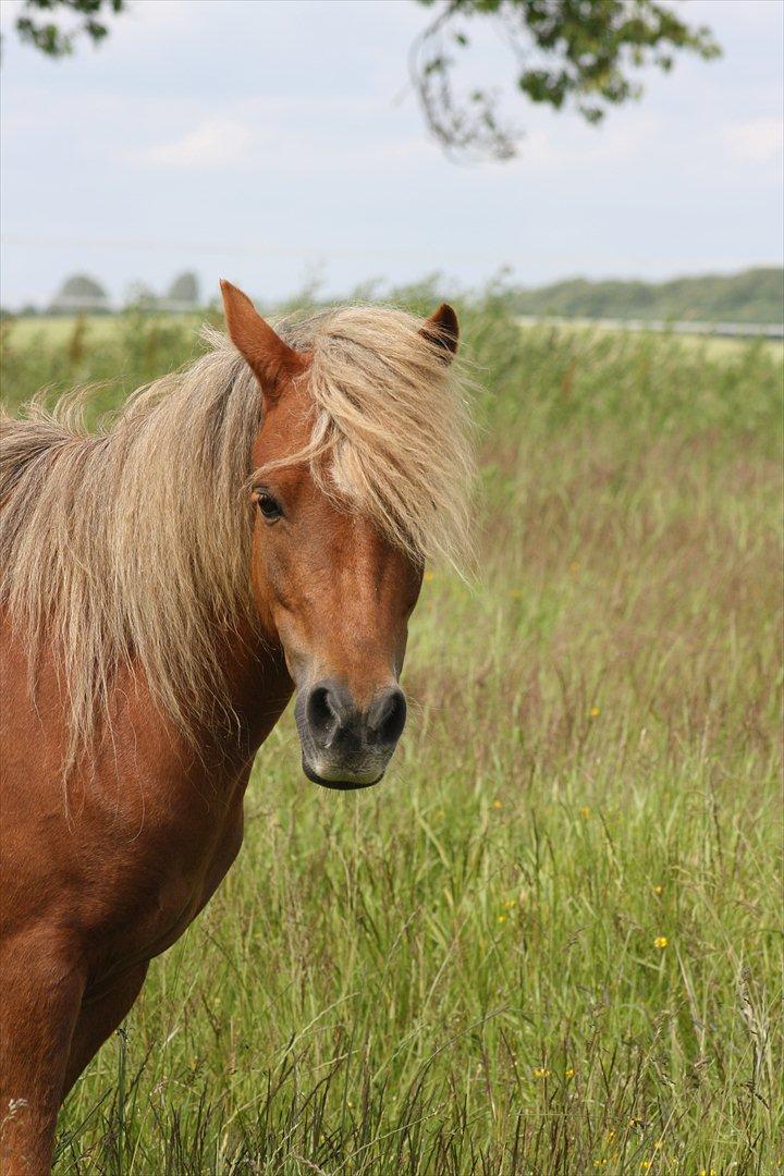 Welsh Partbred (Sec F) Golden Midnight's Fiona SOLGT billede 11