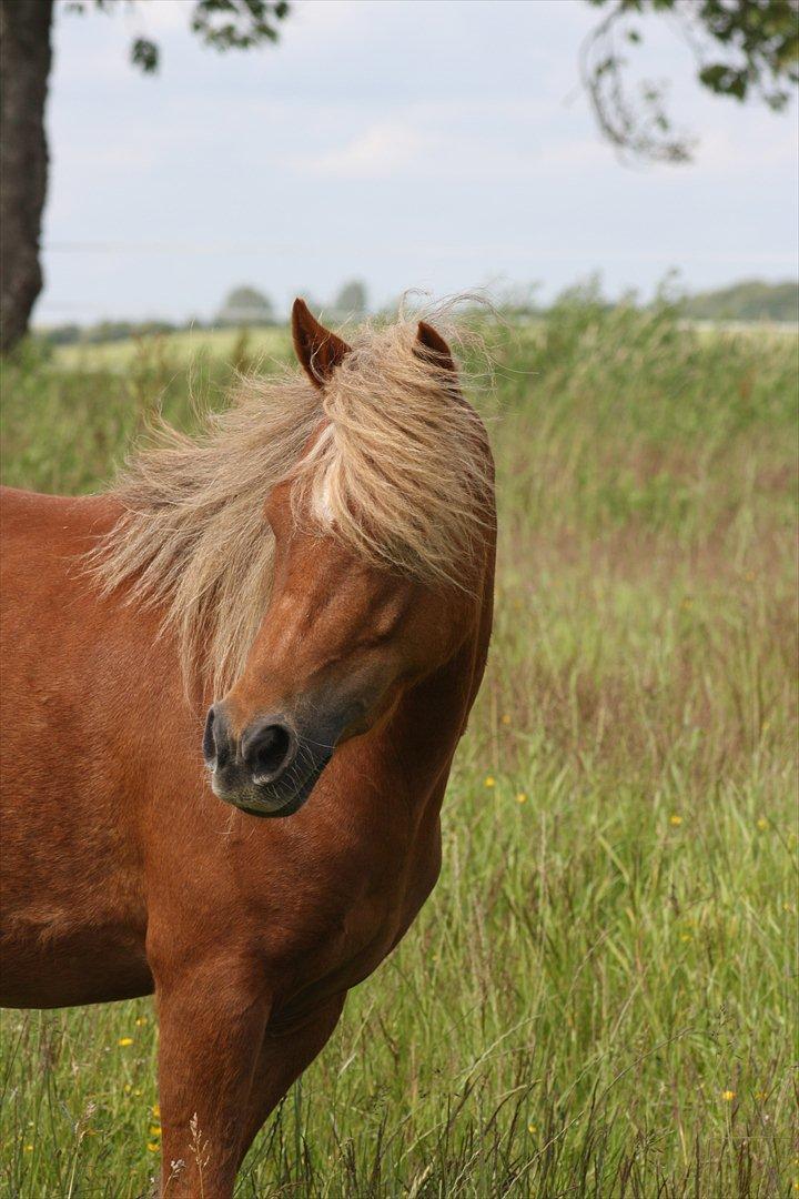Welsh Partbred (Sec F) Golden Midnight's Fiona SOLGT billede 12
