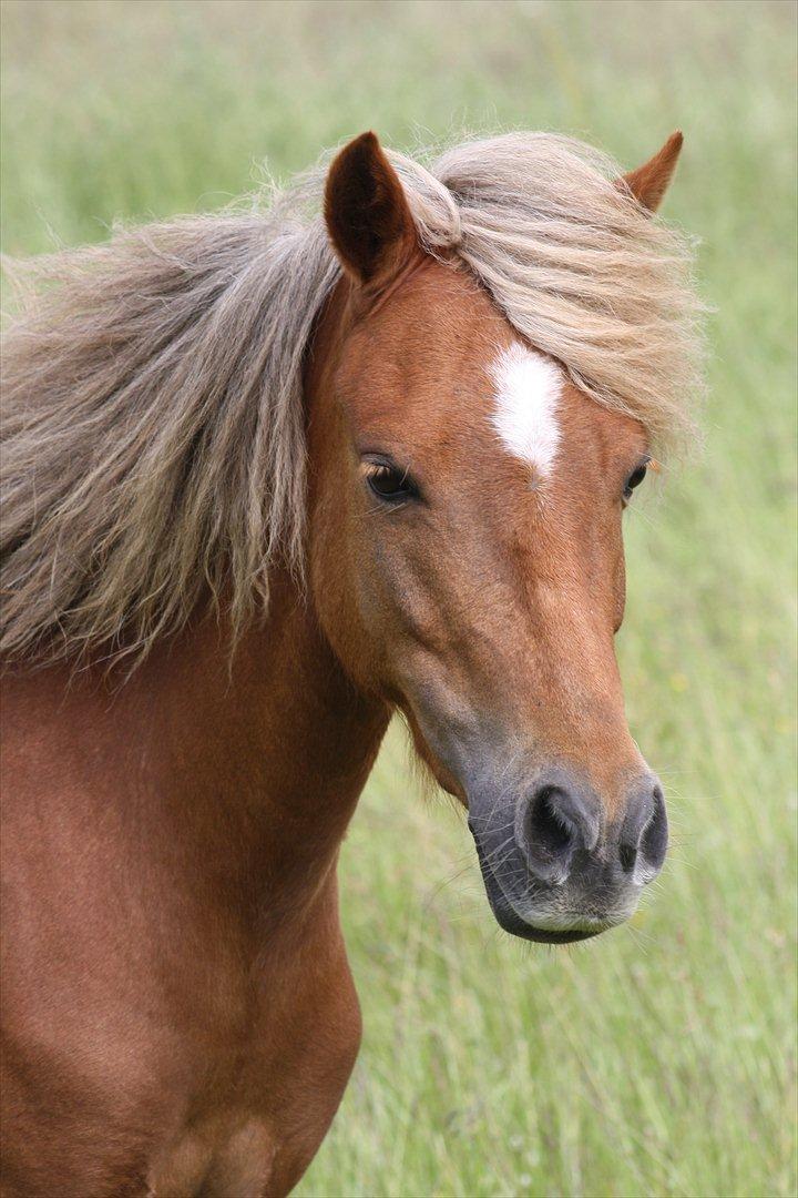 Welsh Partbred (Sec F) Golden Midnight's Fiona SOLGT billede 13