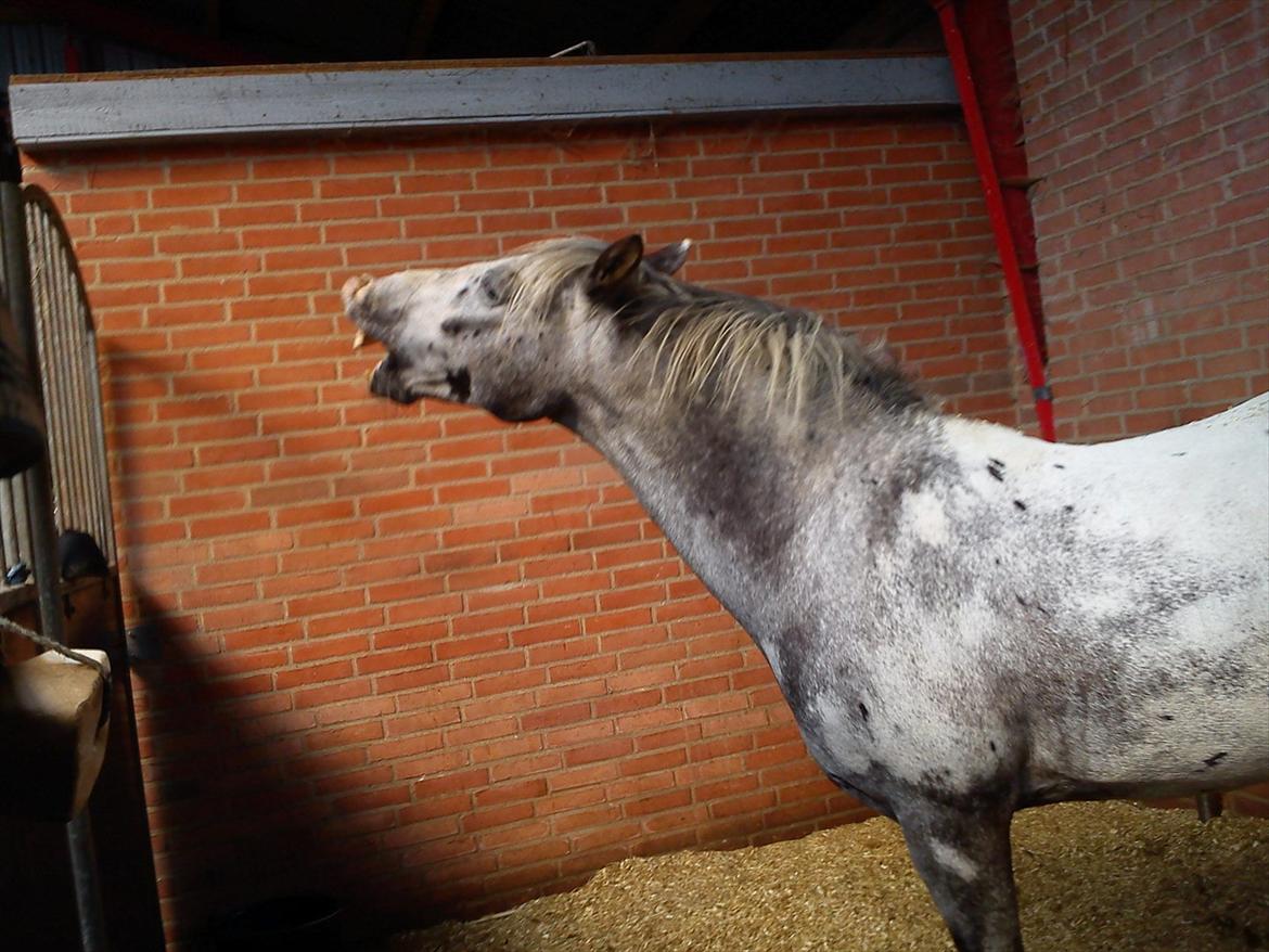 Appaloosa MR. APPELBEY **B-pony** (Søsters pony) billede 10