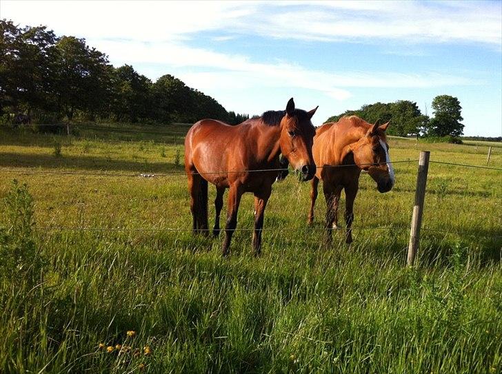 Traver Major (Majestic Eastwind) *Tidl. Hest* - Major, med hans ex kæreste Grannini :D 
hun blev dsv. flytter :-/ billede 4