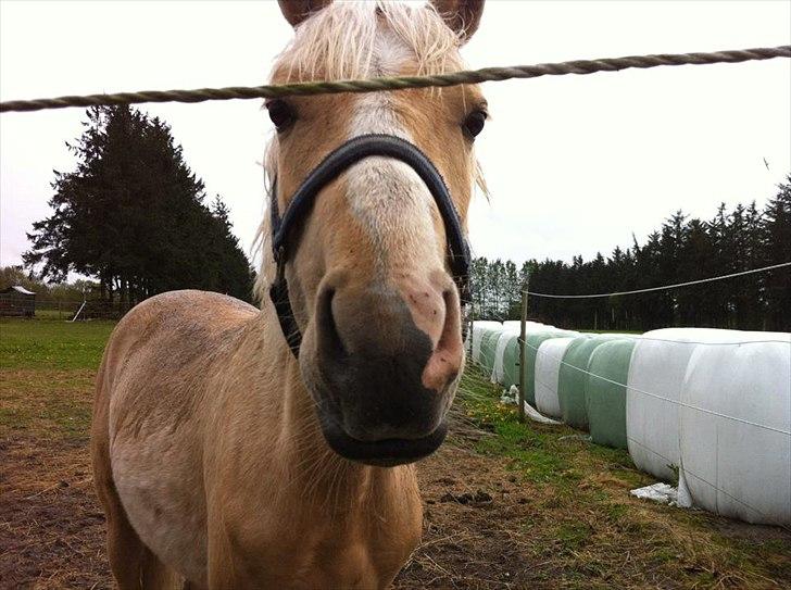 Anden særlig race Asterix billede 7