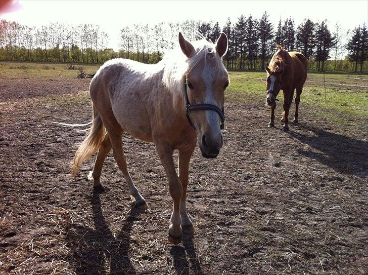 Anden særlig race Asterix billede 8
