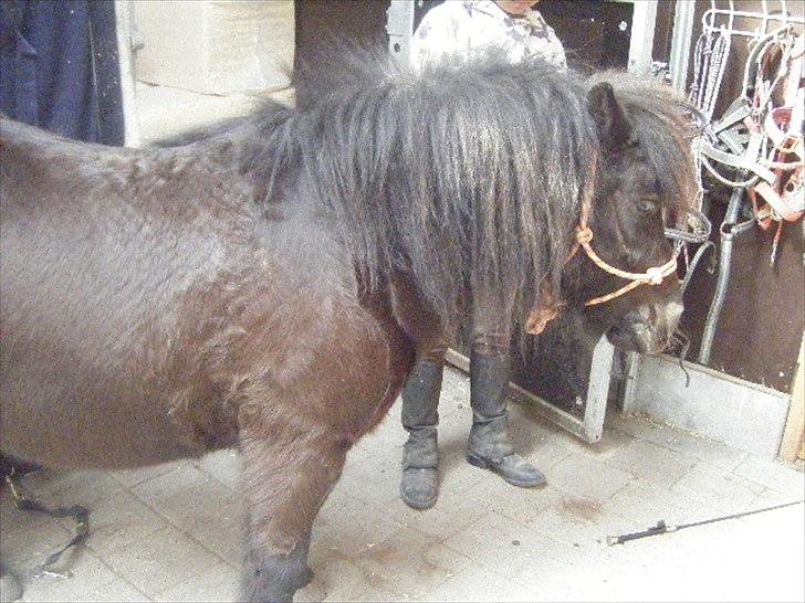 Shetlænder magnus [bygger pony] billede 5