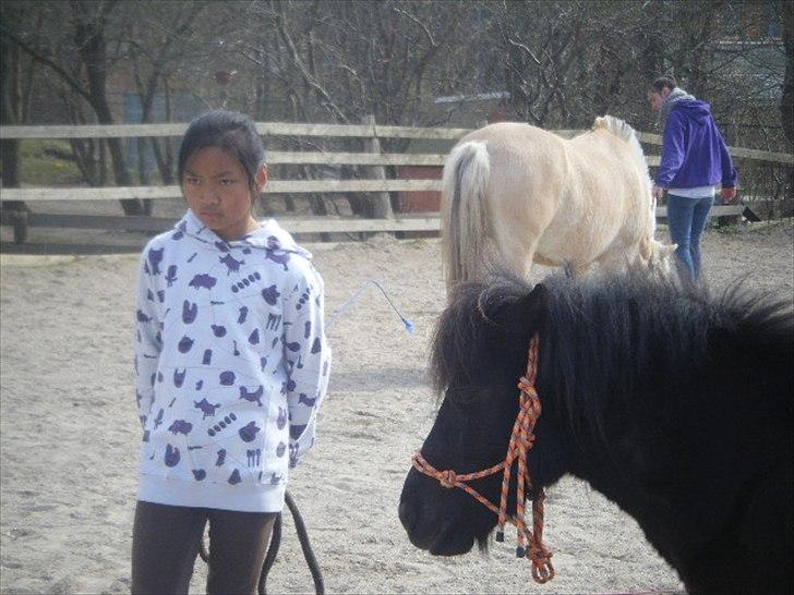 Shetlænder magnus [bygger pony] billede 6