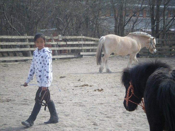 Shetlænder magnus [bygger pony] billede 7