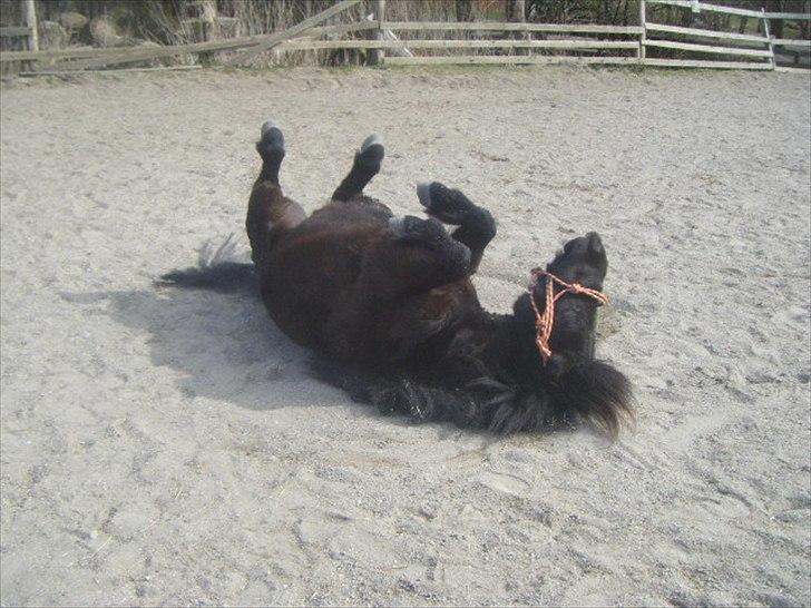 Shetlænder magnus [bygger pony] billede 8