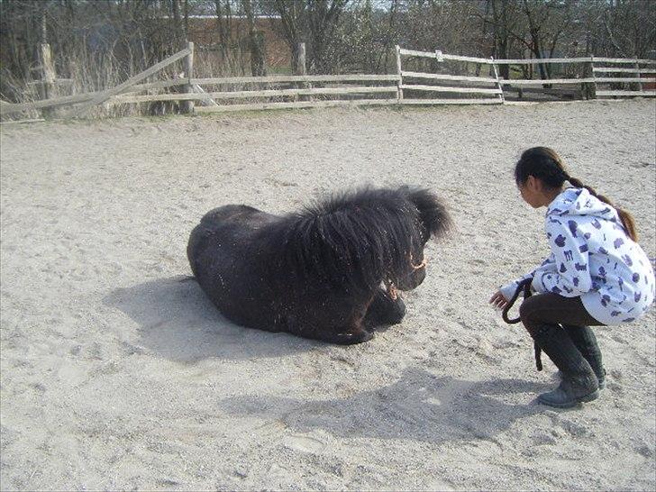 Shetlænder magnus [bygger pony] billede 9