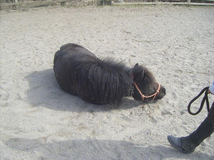 Shetlænder magnus [bygger pony] billede 10