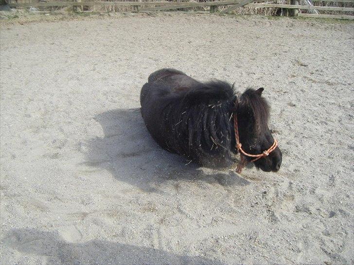 Shetlænder magnus [bygger pony] billede 11