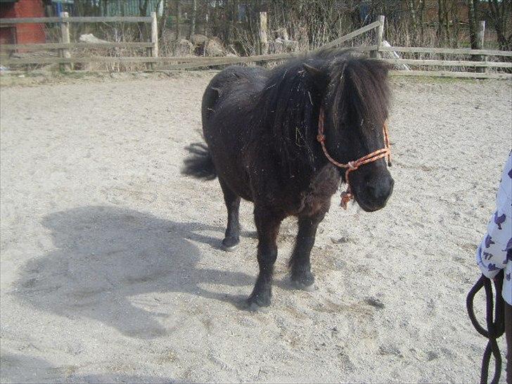 Shetlænder magnus [bygger pony] billede 12