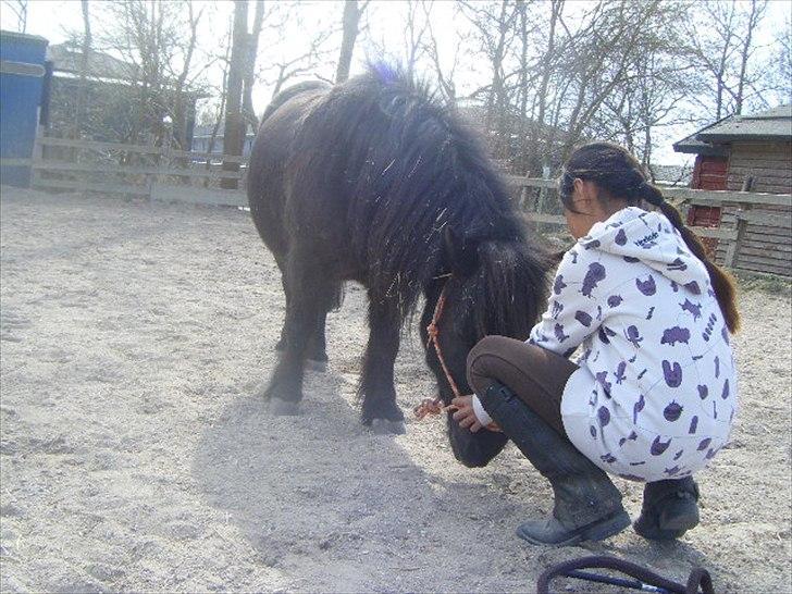 Shetlænder magnus [bygger pony] billede 13