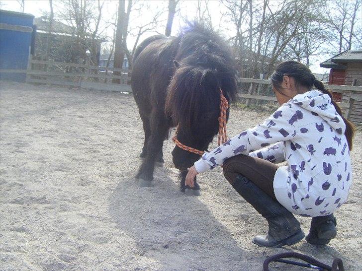 Shetlænder magnus [bygger pony] billede 14
