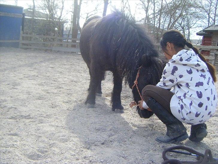 Shetlænder magnus [bygger pony] billede 15