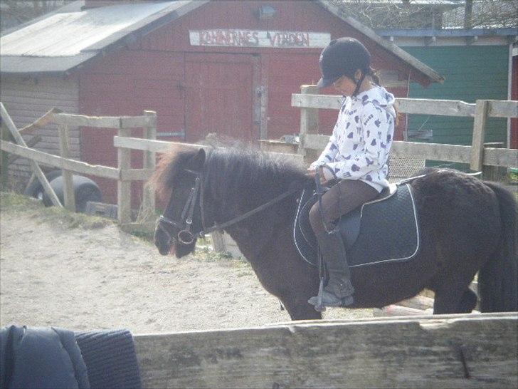 Shetlænder magnus [bygger pony] billede 16