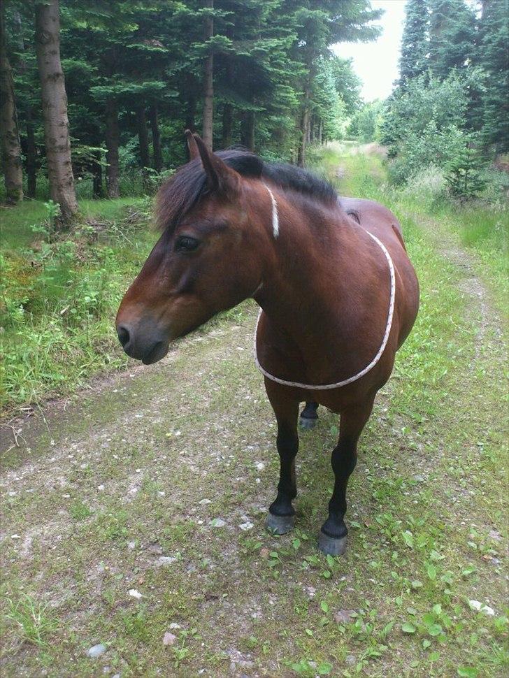 Anden særlig race Tawra *Min bedste ven* - Tawra i skoven med cordeo! Der findes virkelig ingen bedre pony end dig, du er noget helt specielt! Min bedste ven! billede 6