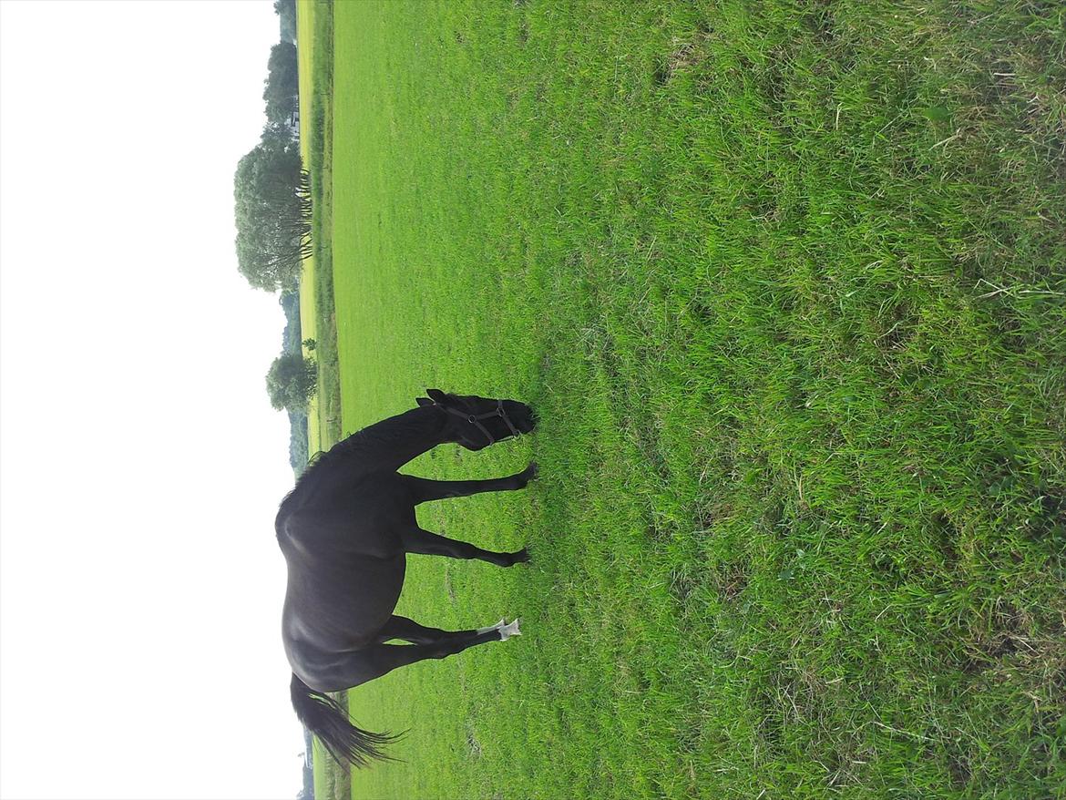 Hollandsk Varmblod Seja billede 6