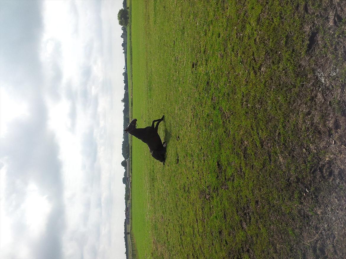 Hollandsk Varmblod Seja billede 7