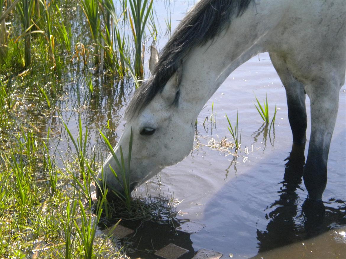 Arabisk fuldblod (OX) CA Kemt ox - Min hest!<33
 billede 4