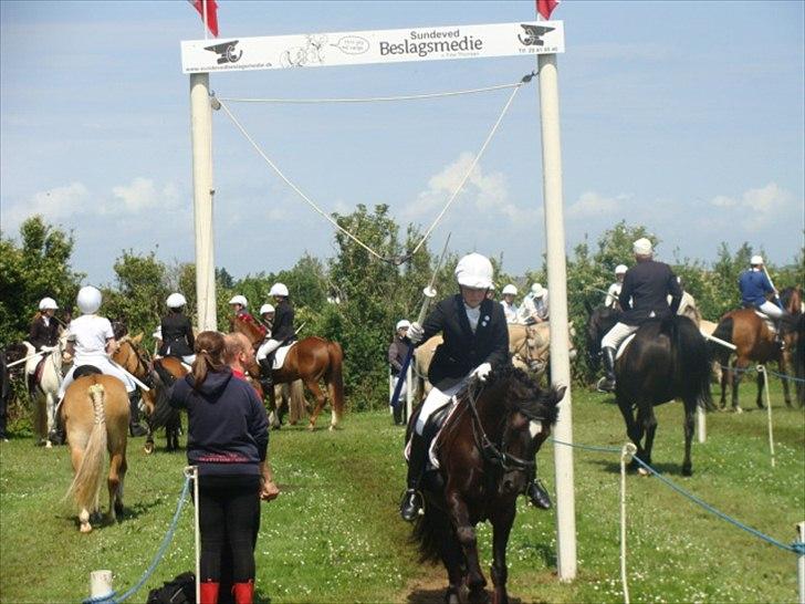 Welsh Cob (sec D) Lesto Havannah Klubmester 2013! - Broager ringridning billede 15