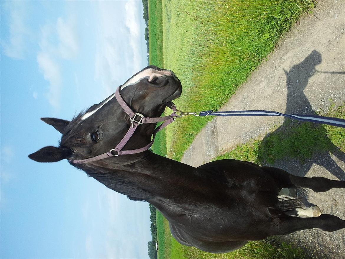 Hollandsk Varmblod Seja billede 8