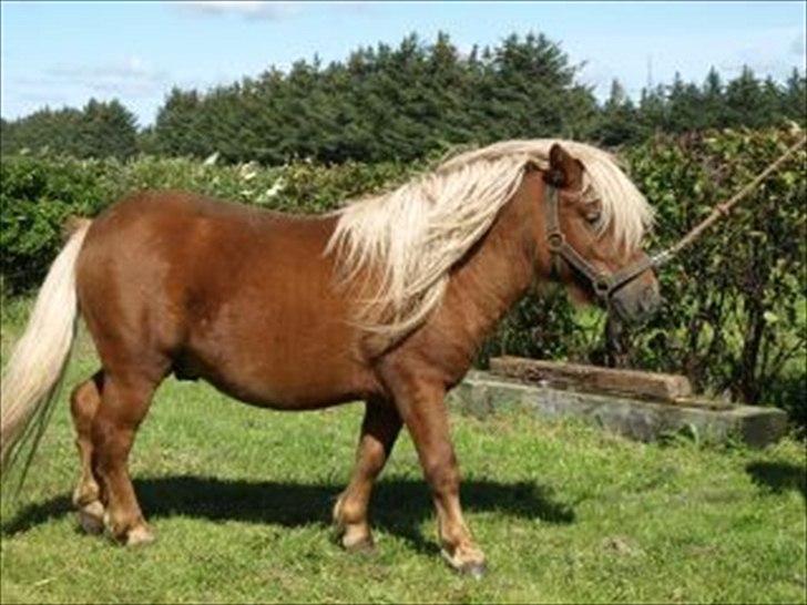 Shetlænder Sandgaardens Timothy billede 4